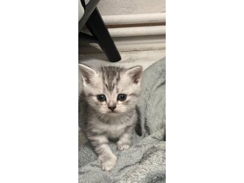 Teslime hazır 5 yavru 2 erkek 3 dişi scottish fold