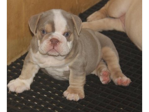 Kalitesi ortada bulldog yavrularımızın