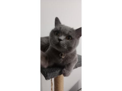 British shorthair maya kızımıza kalıcı yuva