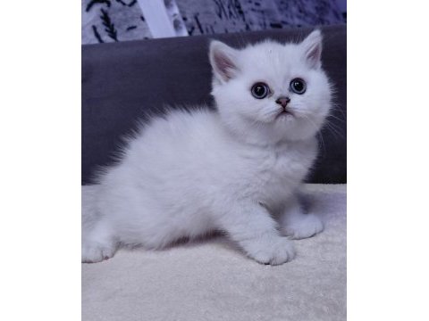 Dünya güzelli bebek kediler