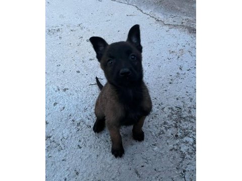 3 dişi belçika malinois