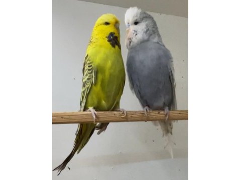 Show jumbo muhabbet kuşu
