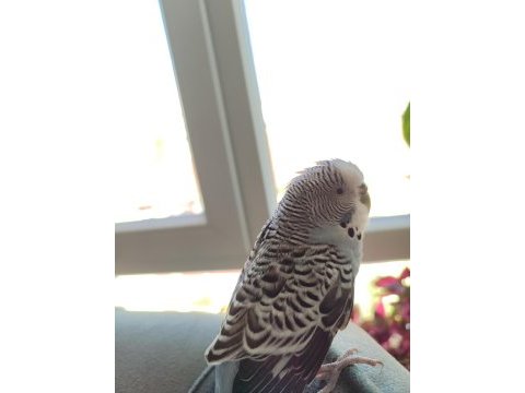 1 yaşında erkek tatlı muhabbet kuşu