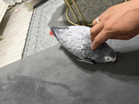 Full evcil jako papağanı konuşuyor
