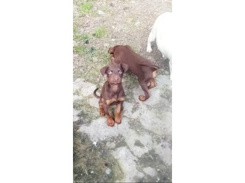 Saf ırk kızıl doberman yavrular