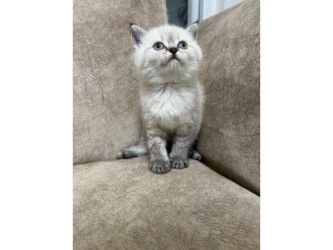 Safkan british shorthair ayı surat top kafa bebiş