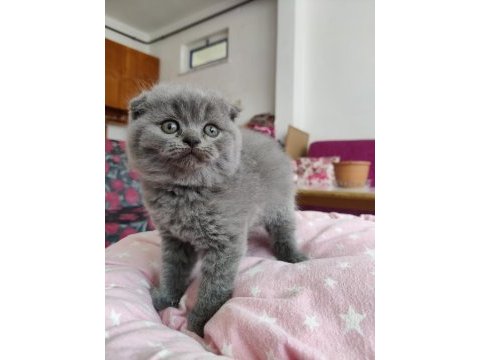 Scottish fold lüleburgaz bilgi için yazabilirsiniz