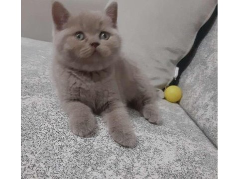 Bu tatlı minnoş kedimize yuva olmak istermisiniz