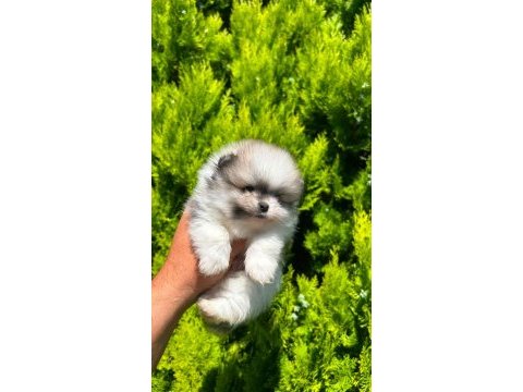 Erkek teacup boy teddy bear pomeranian