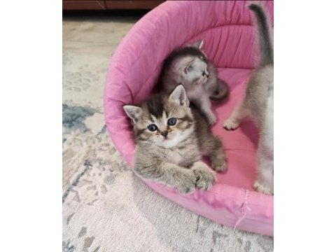 A kalite british shorthair yavrular
