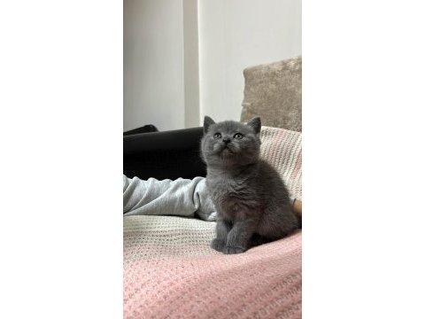 British shorthair ve scottish fold yavrular