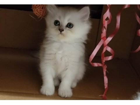 British longhair silver ve golden yavrular
