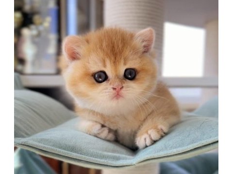 British shorthair golden ny12 - by12 ve ny11