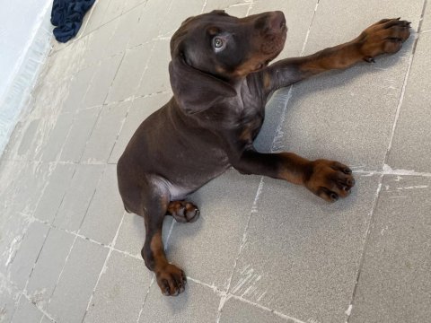 Kızıl yavru doberman