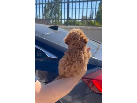 Orjinal toy poodle