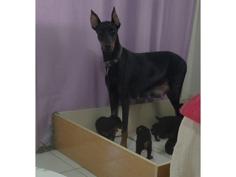 Irk garantili doberman bebeklerimiz mevcut