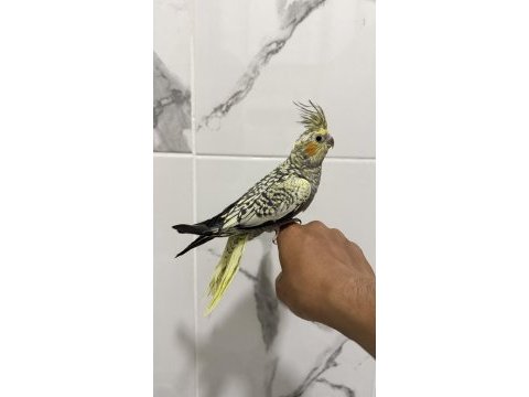 Sultan papağanı sahiplendirilecektir