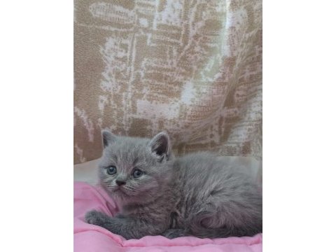 British shorthair gri yavrular