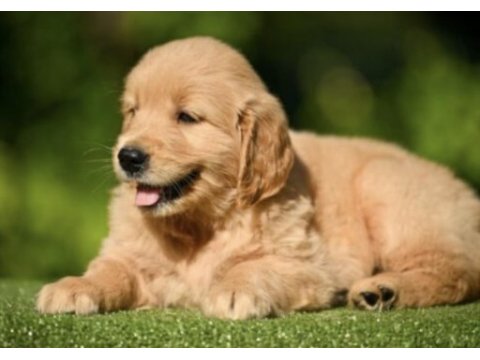Golden retriever köpeği