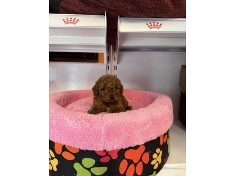 Bebek yüzlü toy poodle yavrularımız