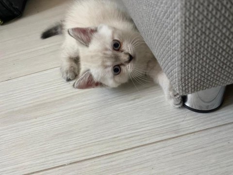 British shorthair silver point yavrular