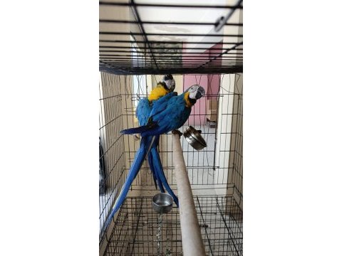 Macaw dişi ve erkek çiftler mevcut