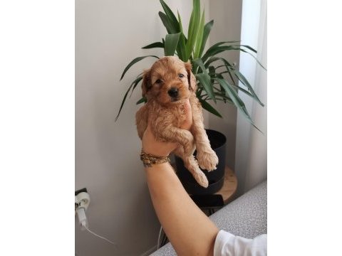 24 mayıs doğumlu maltipoo yavrular