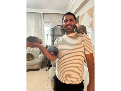 Bebekler hazır yuvalarına gitmeye jako papağanı