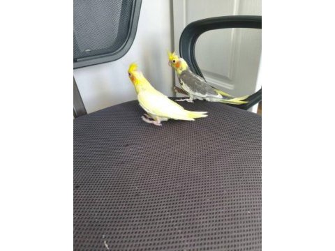Acil satılık yeni yeme sultan papağanı yavrular