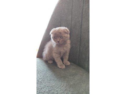2 aylık scottish fold yavrular