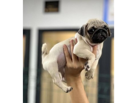 Hamburger surat pug mops yavrularımız