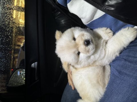 50 günlük bembeyaz chow chow köpeği
