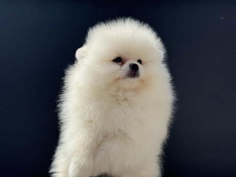 Petmode köpek çifrliğinden tea cup pomeranian