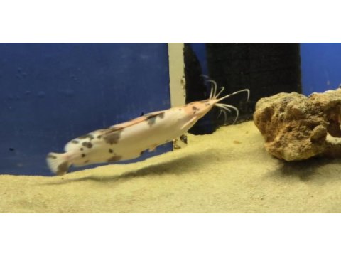 Clarias kedi balığımız