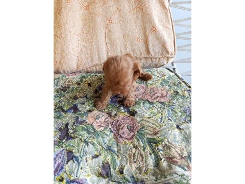 Maltipoo yavruları