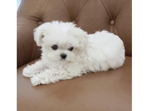 Eşsiz güzellikte safkan maltese yavrularımız