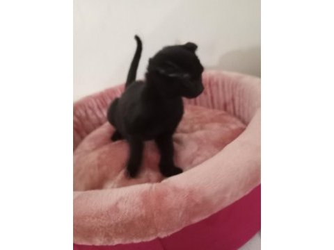 Yavru scottish fold yavrularımız yeni sahibini bekliyor