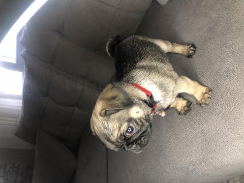 Dişi pug yavrumuz yeni ailesini arıyor