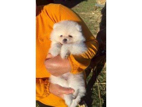 Yavru pomeranian boolarımız