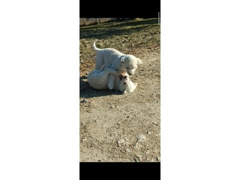 Çiftlik ortamında büyüyen yavru köpekler