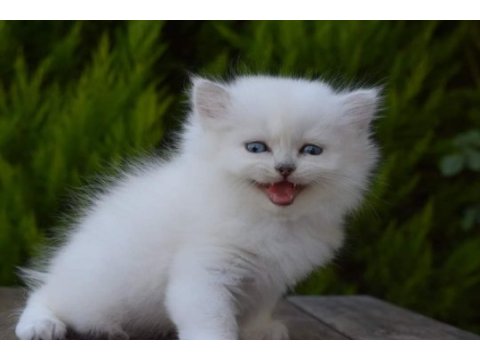 Silverpoint longhair dişi