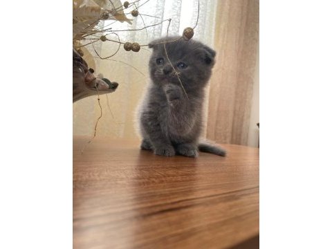 Scottish fold british shorthair şapşik kediler