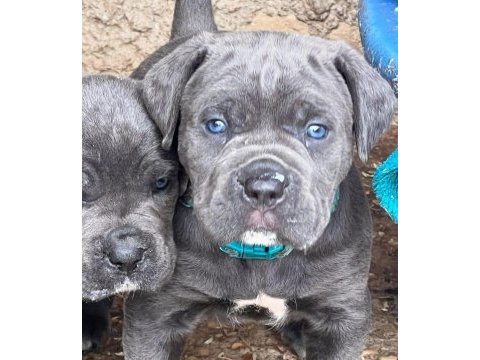 Cam gözlü cane corso yavrular