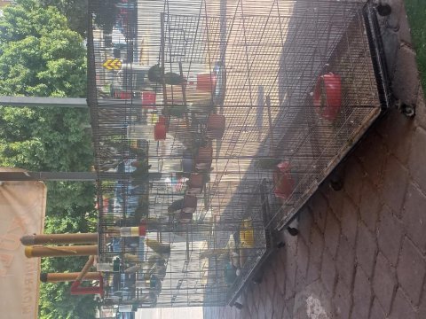 Eğitilebilir sevda papağanı