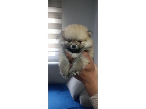 Pomeranian en tatlı yavrucuklar