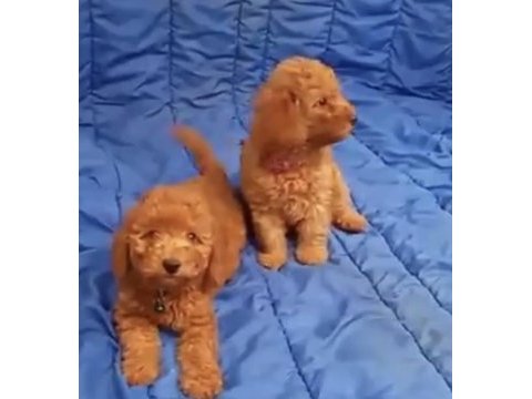 Toy poodle bulunmayan nadir renkler