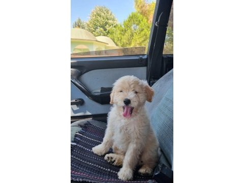 Aşırı oyuncu maltipoo yavrumu sahiplendirmek istiyorum
