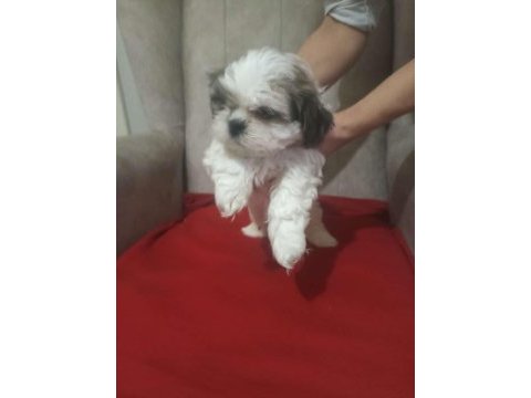 Show kalite shih tzu yavrularımız
