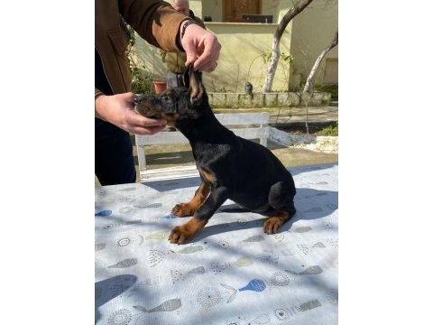 King doberman köpeği yavru