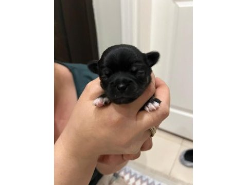 Yeni chihuahua yavrularım